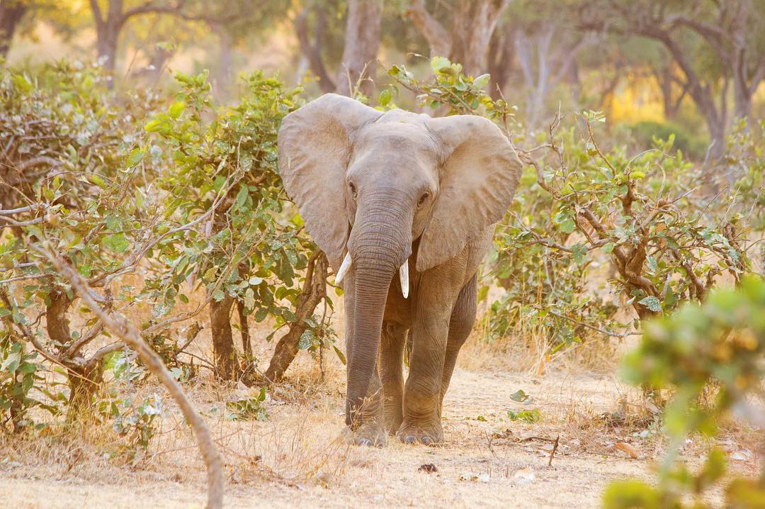 South Luangwa National Park in Zambia