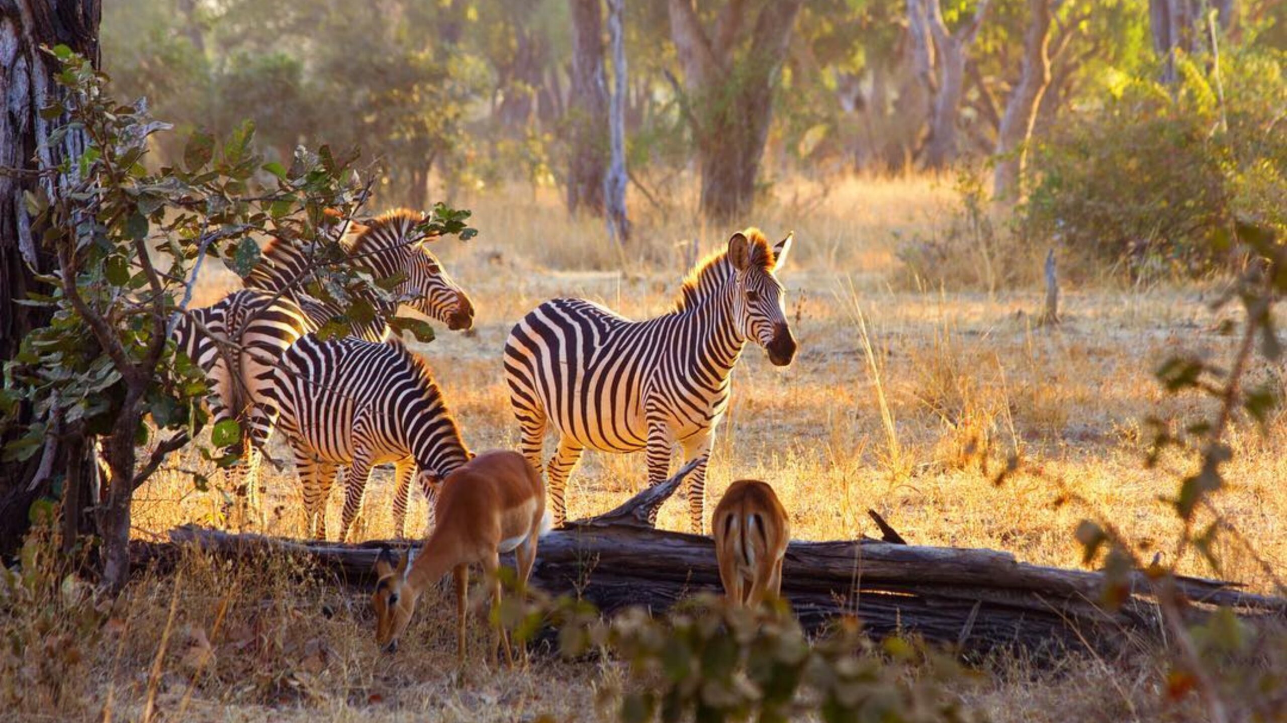 safari south luangwa national park zambia (3)