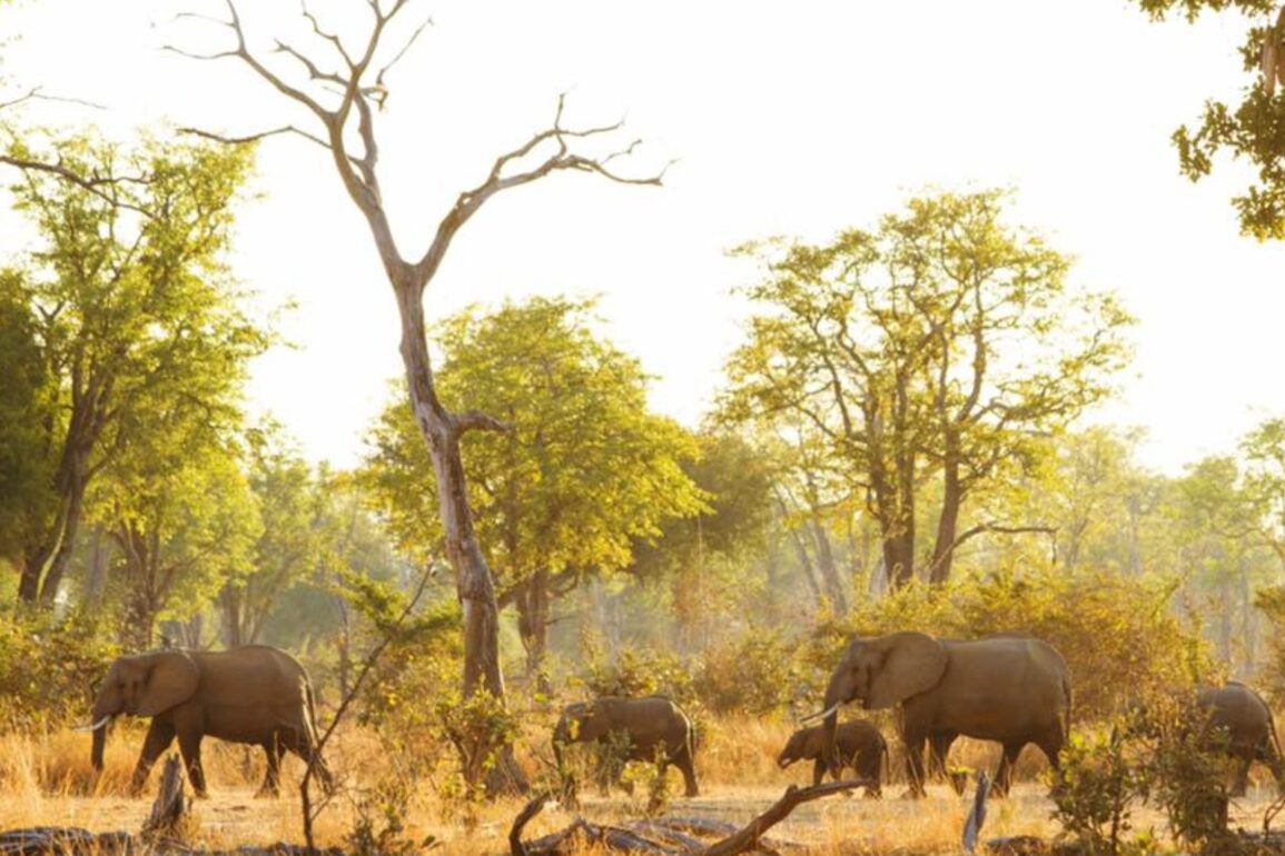 safari south luangwa national park zambia (4)