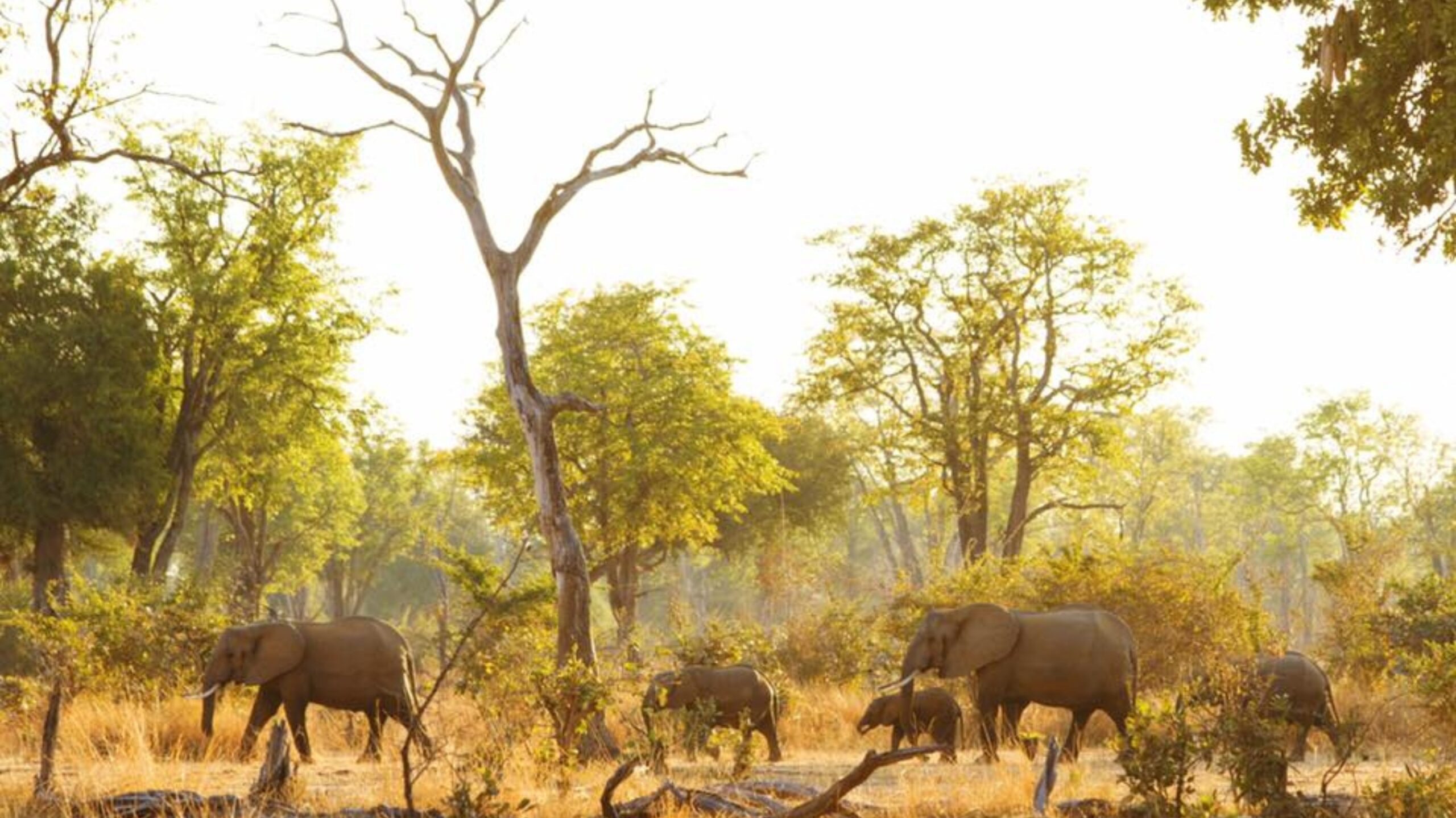 safari south luangwa national park zambia (4)